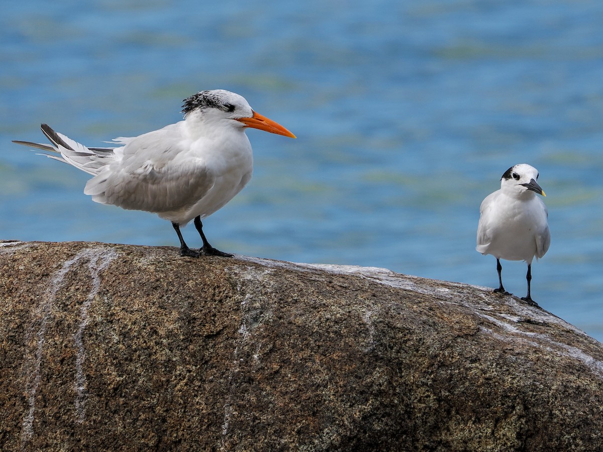 Royal Tern - ML647022850