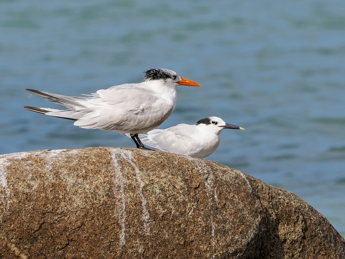 Royal Tern - ML647022851