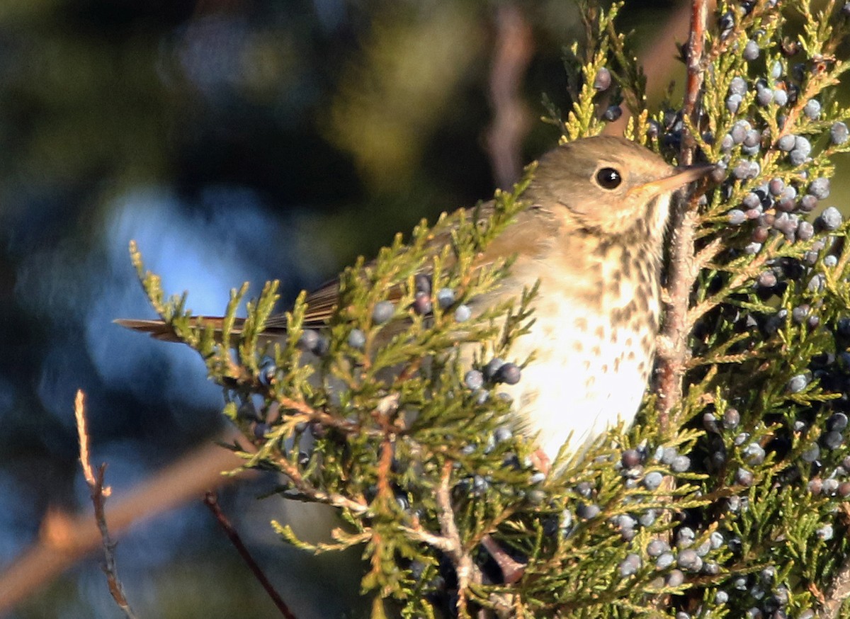 Hermit Thrush - ML647022852