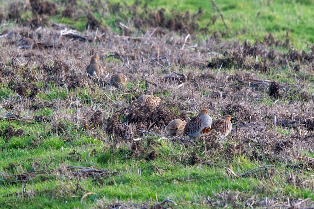 Gray Partridge - ML647022854
