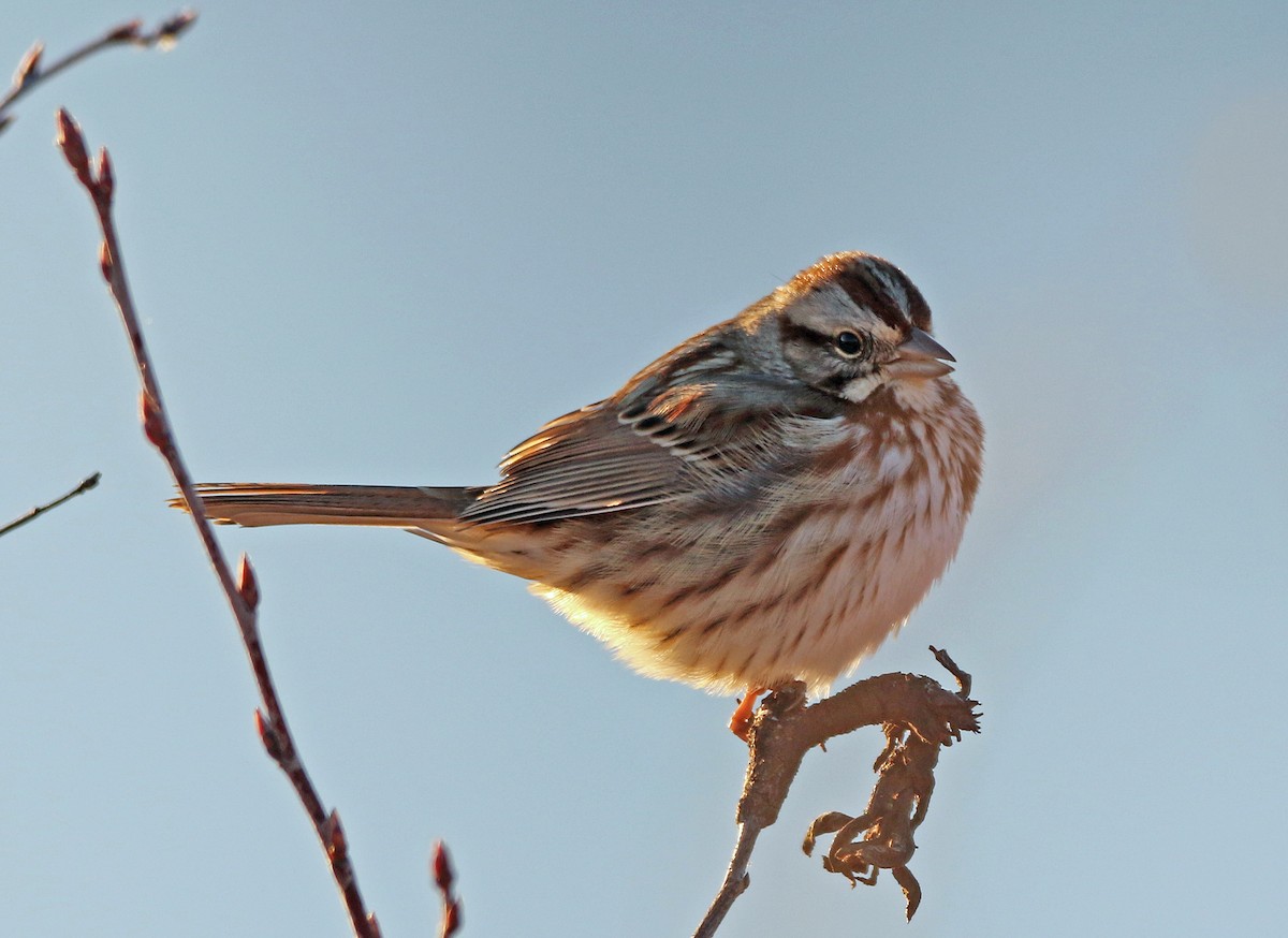 Song Sparrow - ML647022859