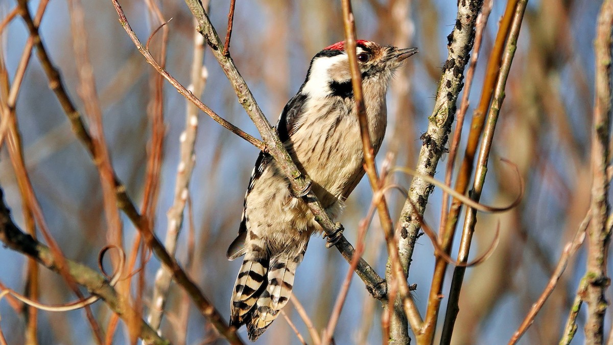 נקר גמדי - ML647022862