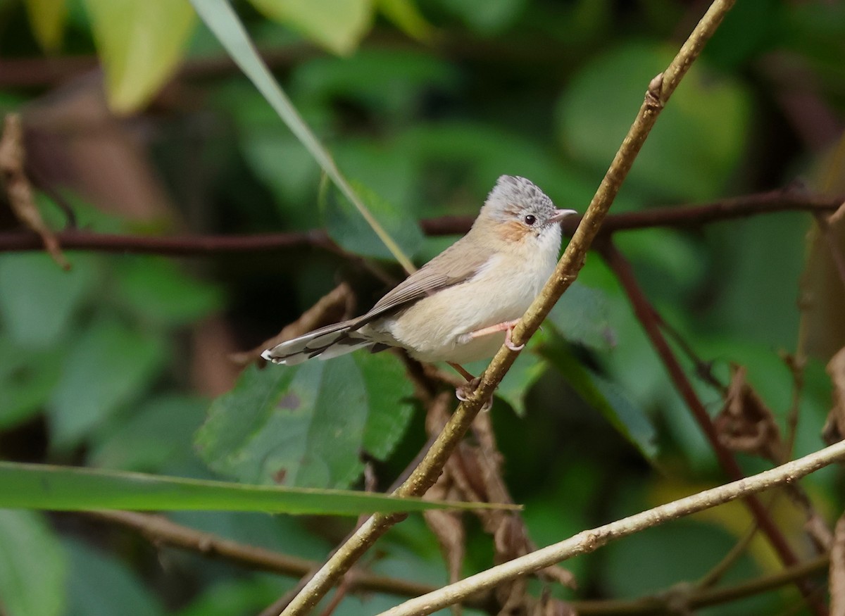 Striated Yuhina - ML647022866