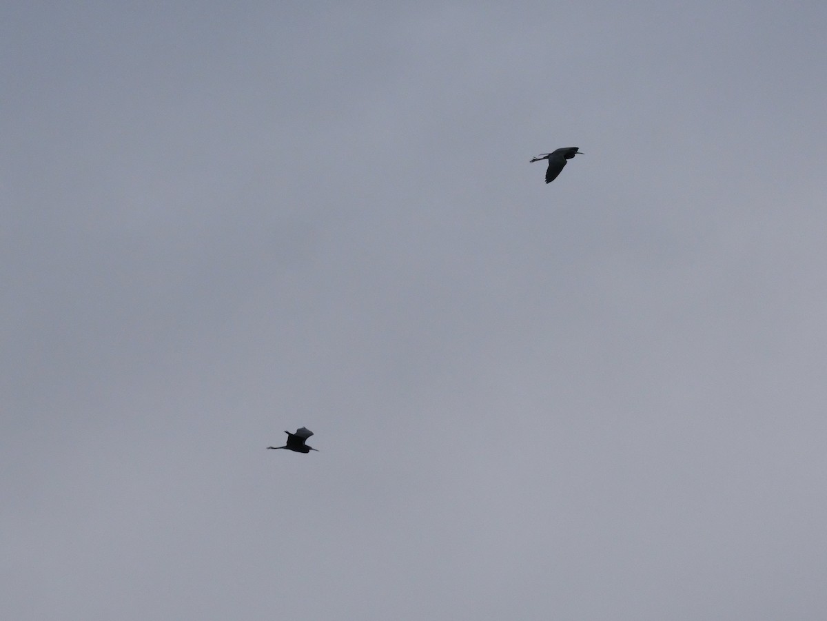 לבנית כחולה קטנה - ML647022867