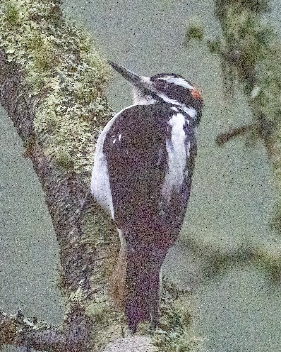 Hairy Woodpecker - ML647022868