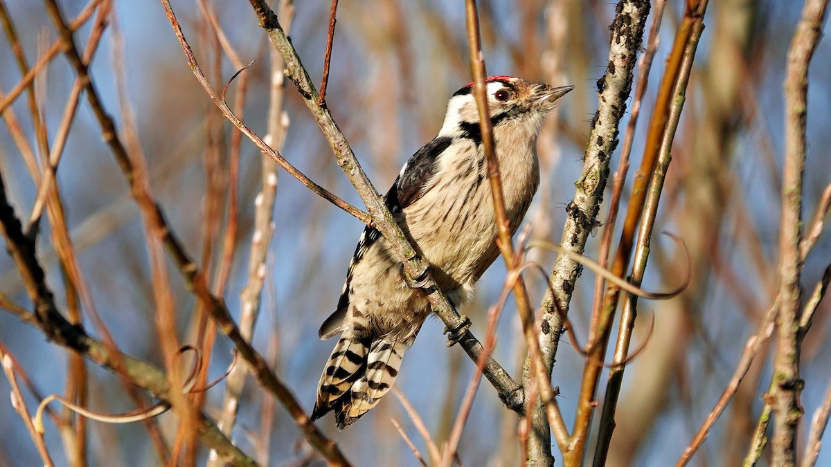 נקר גמדי - ML647022869