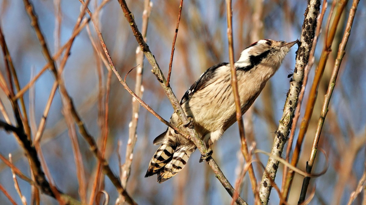 נקר גמדי - ML647022870