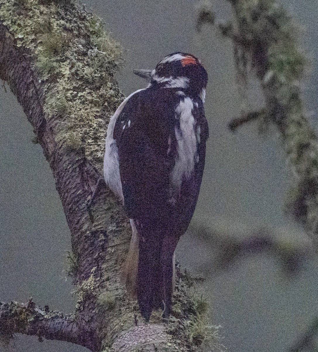 Hairy Woodpecker - ML647022871