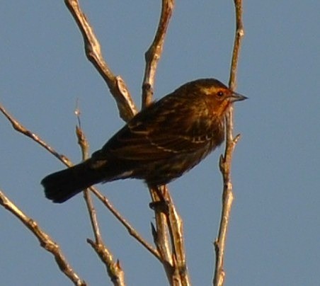 שחרורית אדומת-כנף - ML647022872