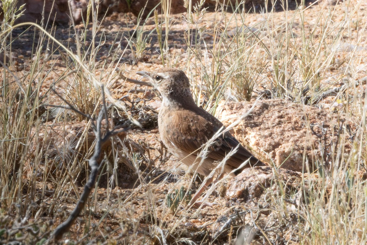 Karoo Long-billed Lark - ML647022873