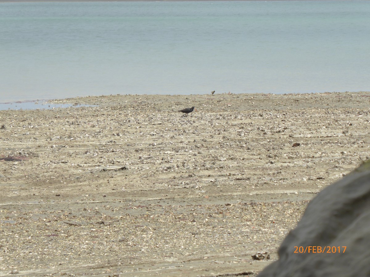 Variable Oystercatcher - ML647022874