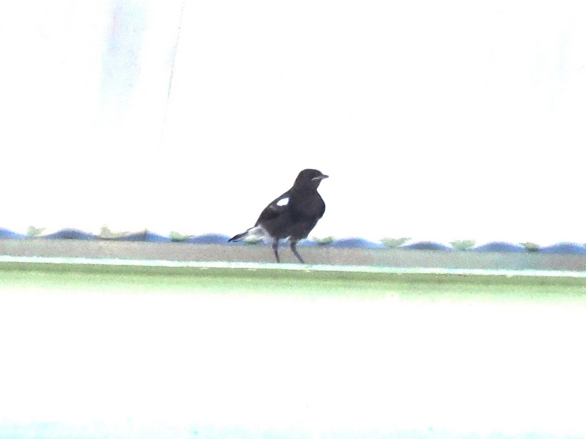 Mountain Chat - ML647022875