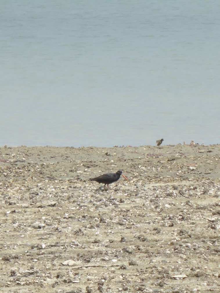 Variable Oystercatcher - ML647022879