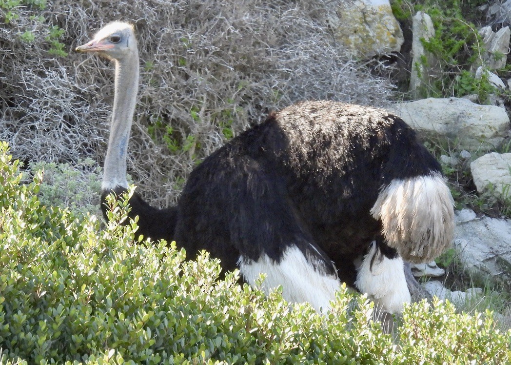 יען אפריקני - ML647022880
