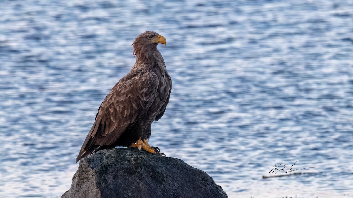 עיטם לבן-זנב - ML647022883