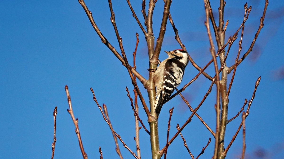 נקר גמדי - ML647022884