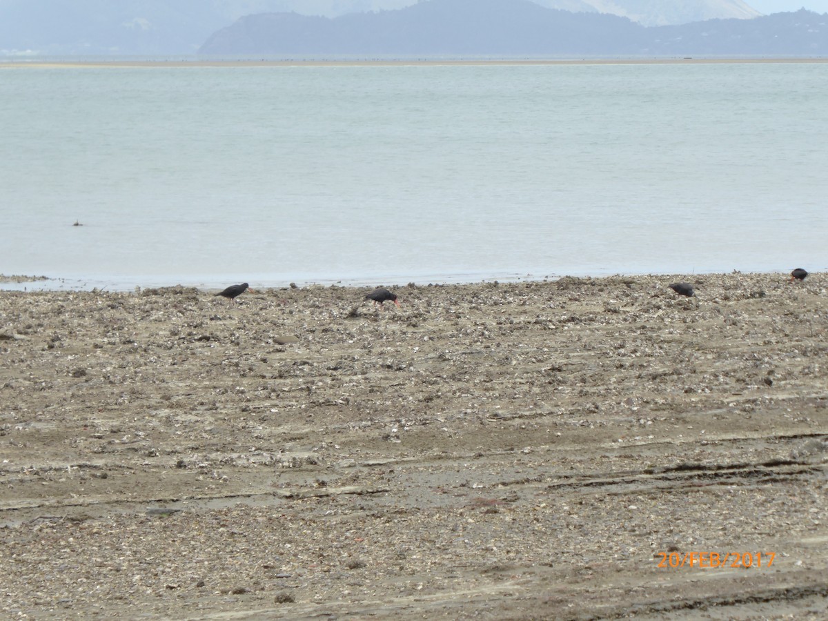 Variable Oystercatcher - ML647022885