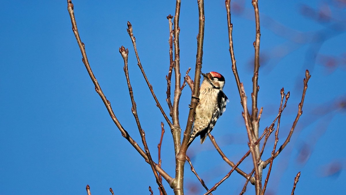 נקר גמדי - ML647022886