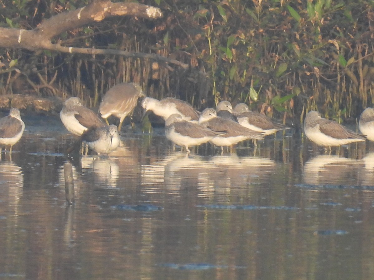ביצנית עדינה - ML647022887