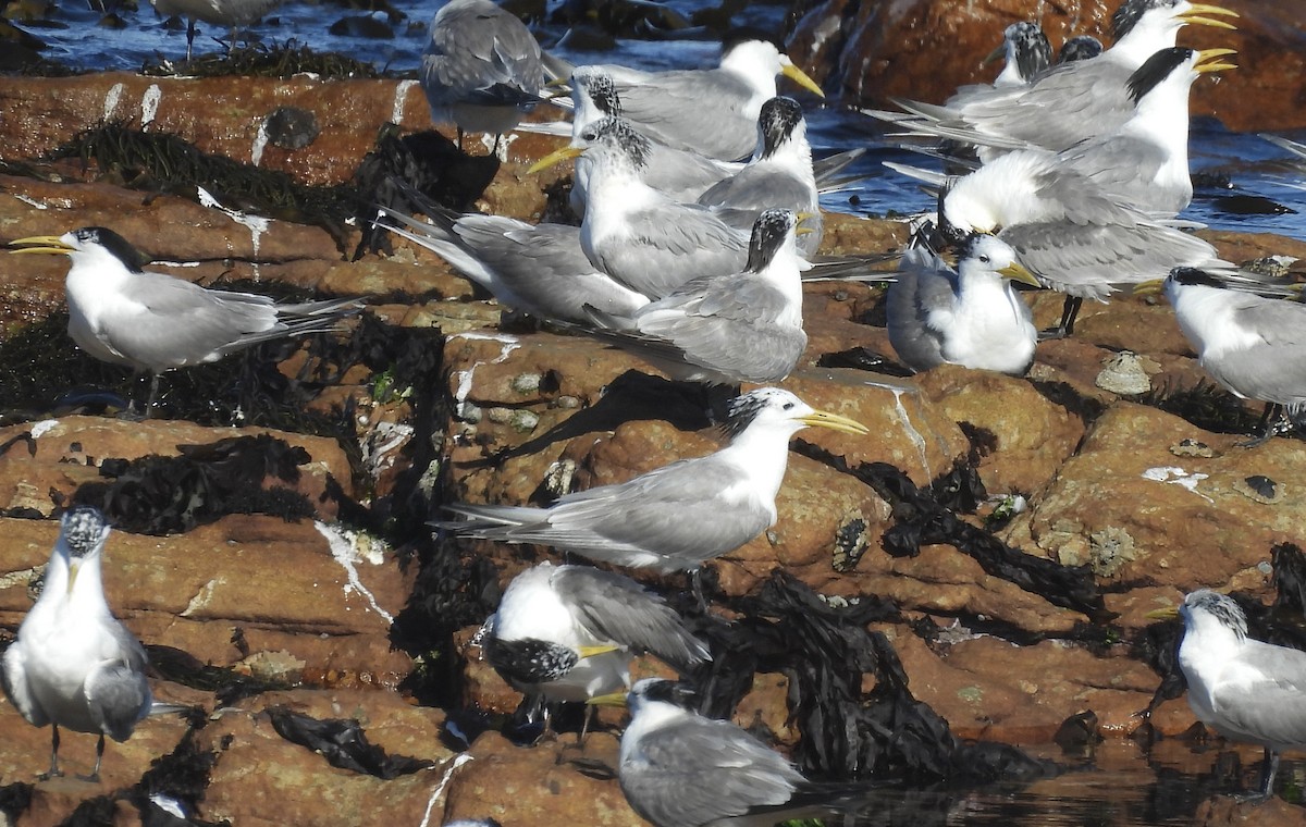 שחפית צהובת-מקור - ML647022888