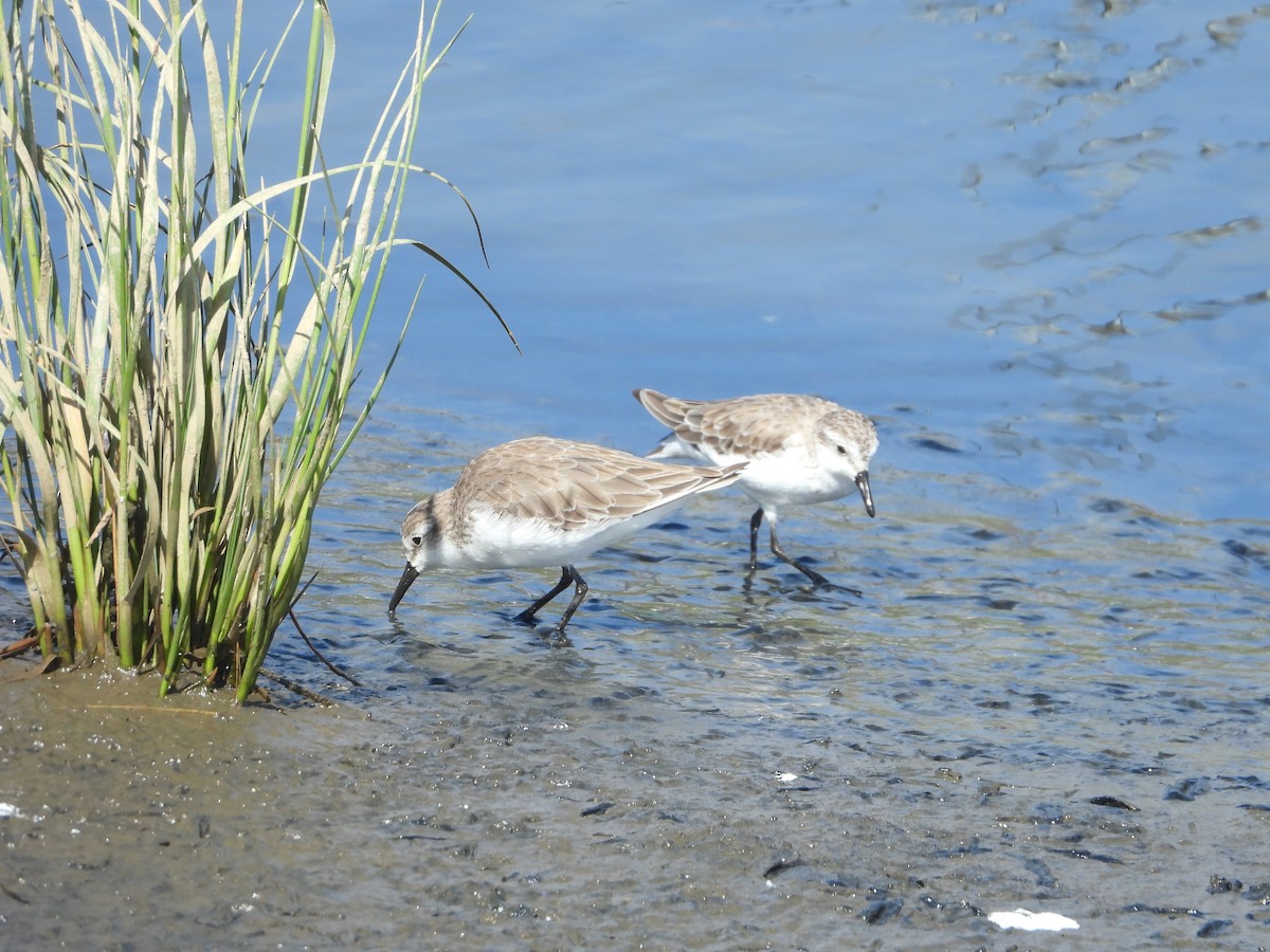 חופית אמריקנית - ML647022891