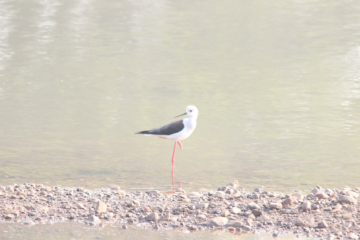 Black-winged Stilt - ML647022896