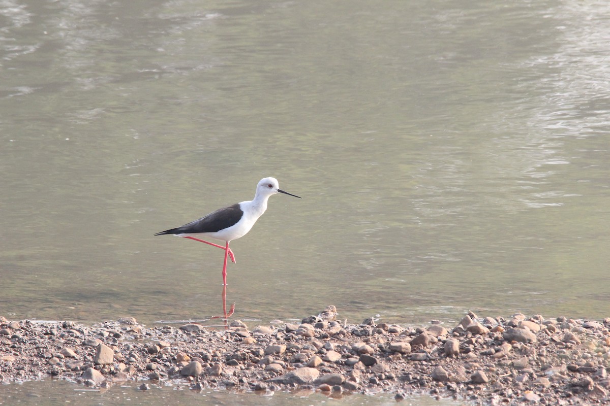 Black-winged Stilt - ML647022897