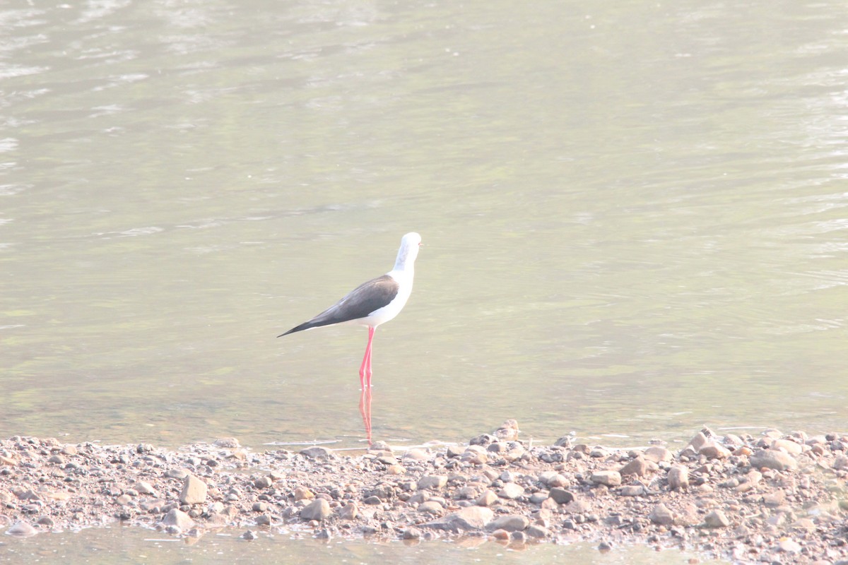 Black-winged Stilt - ML647022898