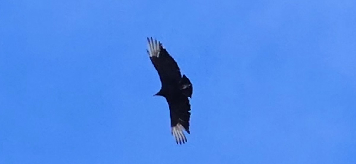 Black Vulture - ML647022901