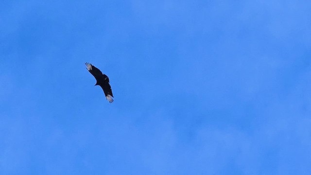 Black Vulture - ML647022902