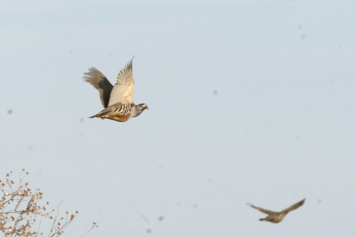 חוגלה אדמונית - ML647022903