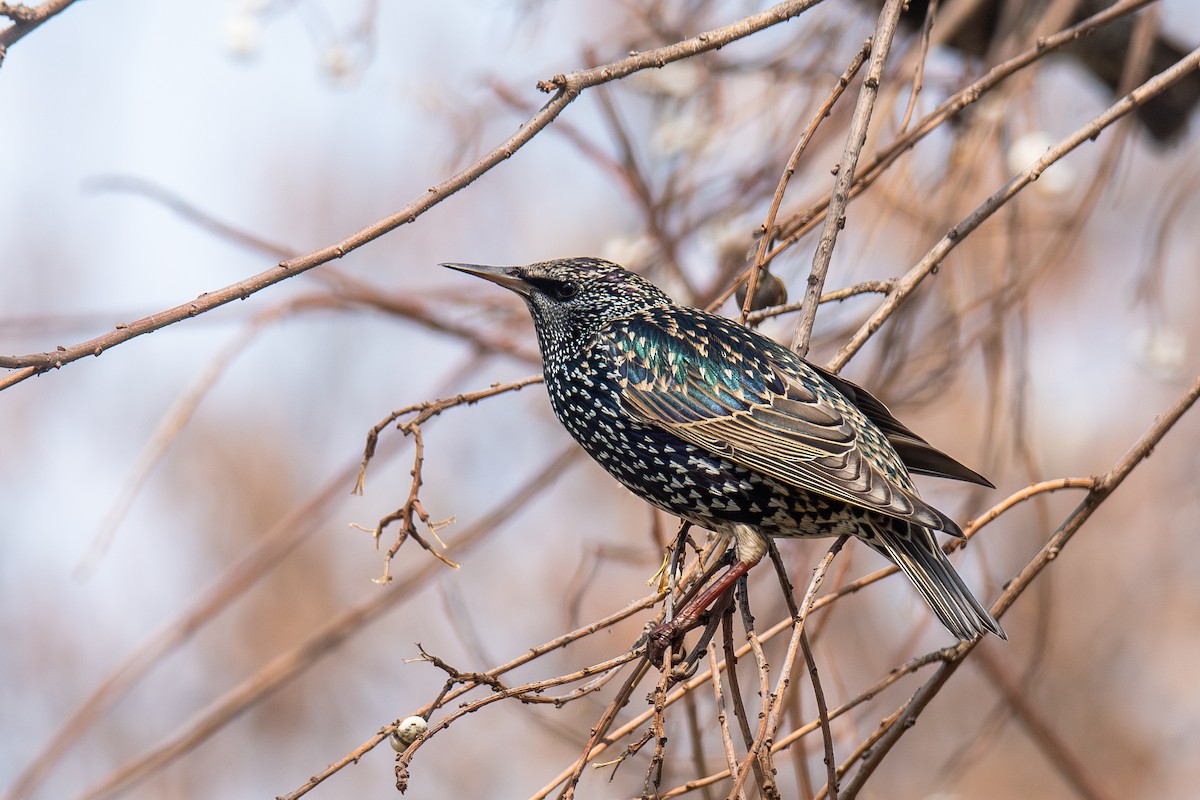 זרזיר מצוי - ML647022904