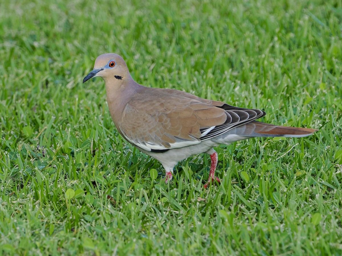 White-winged Dove - ML647022905