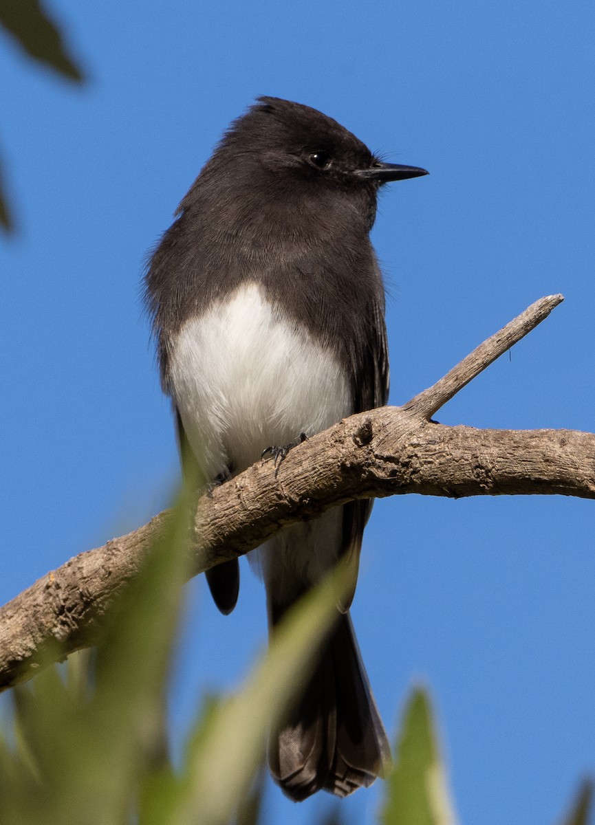 Black Phoebe - ML647022906