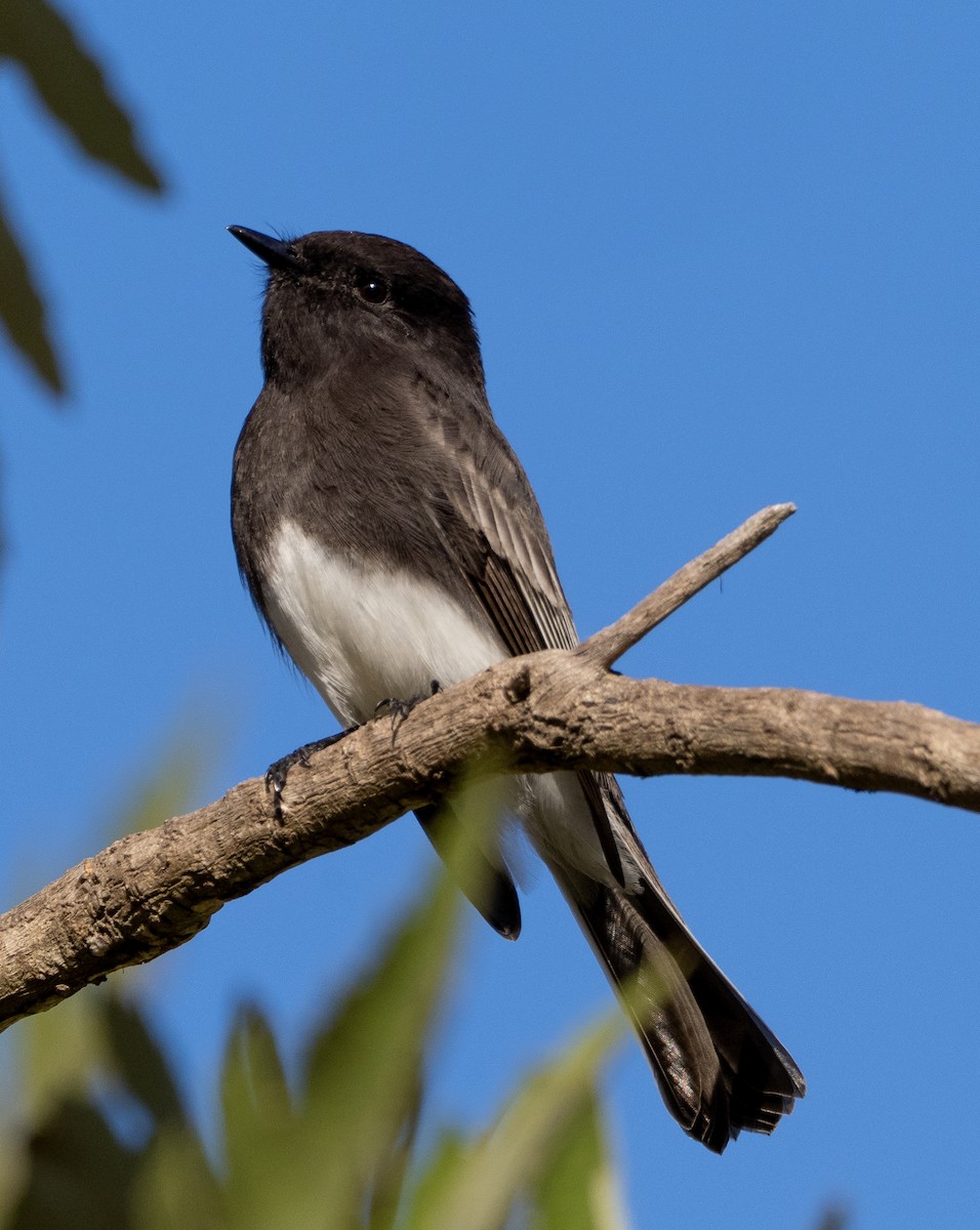 Black Phoebe - ML647022907