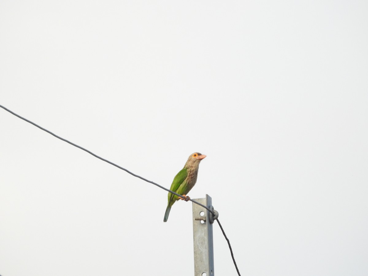 Lineated Barbet - ML647022912