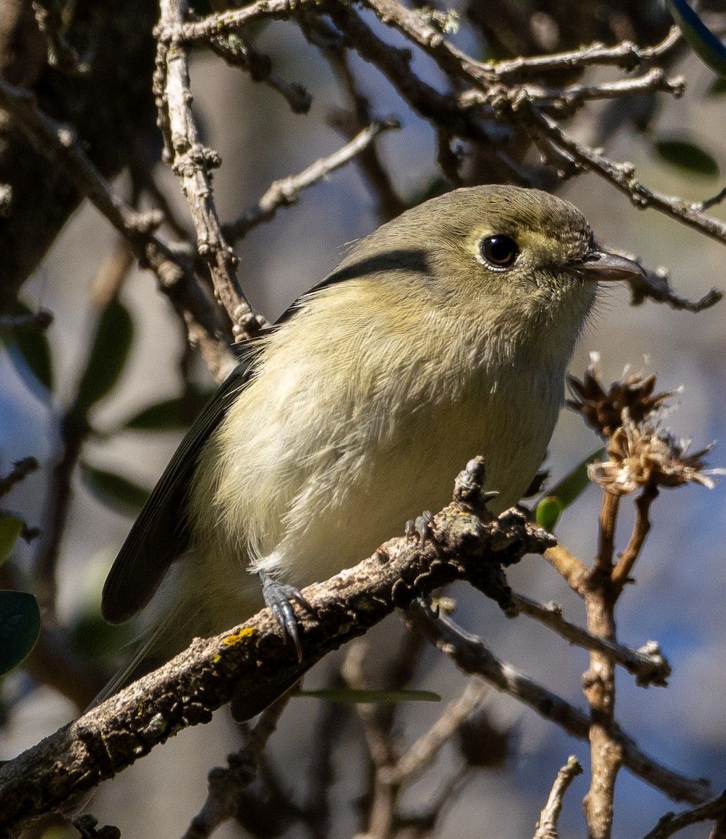 Hutton's Vireo - ML647022913