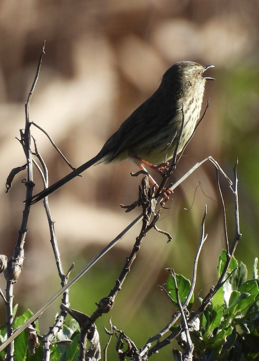 Принія плямистогруда - ML647022914