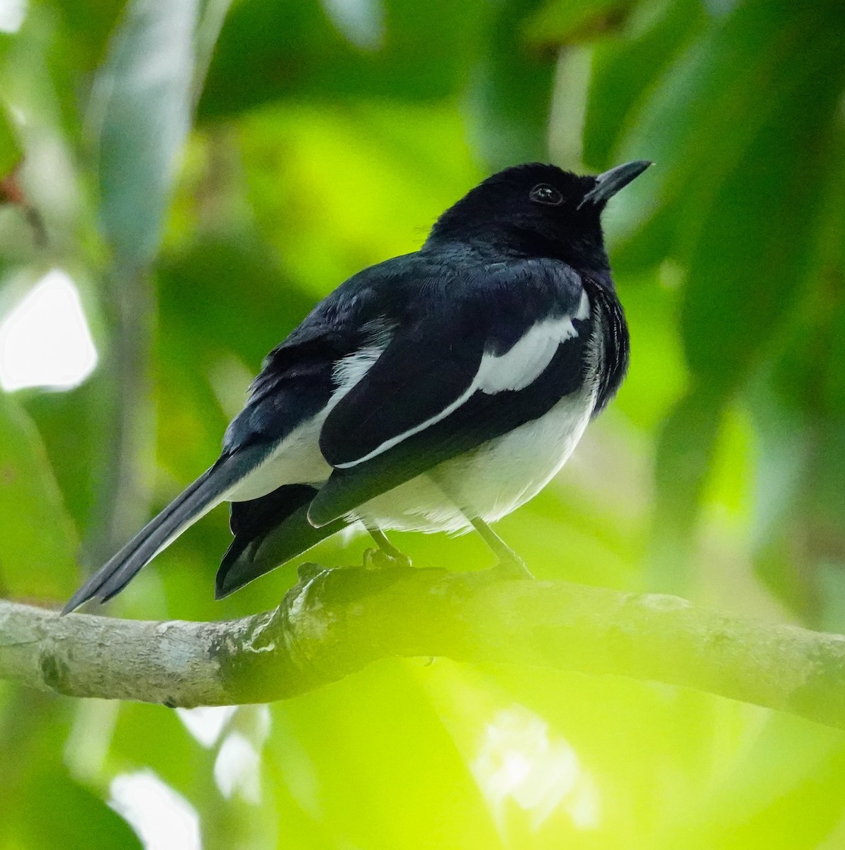 鵲鴝(saularis群) - ML647022917