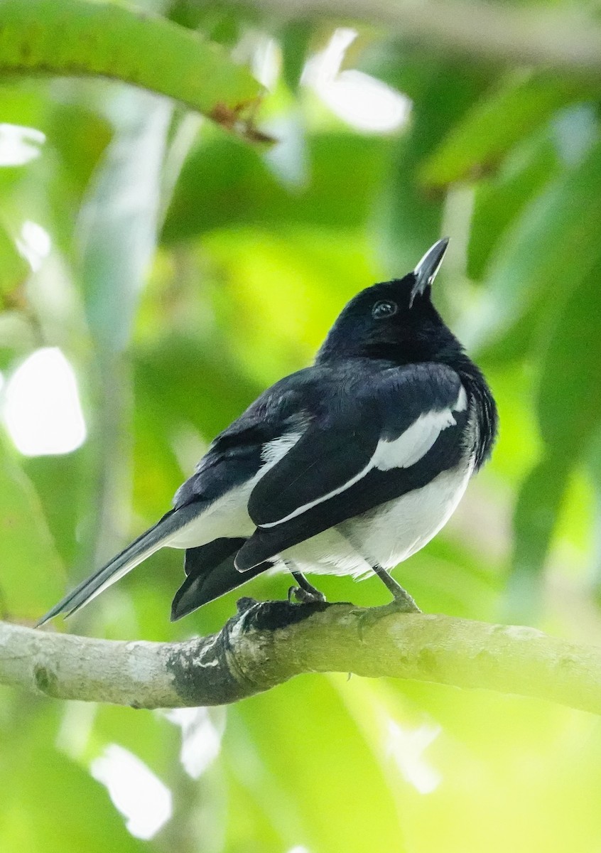 鵲鴝(saularis群) - ML647022918