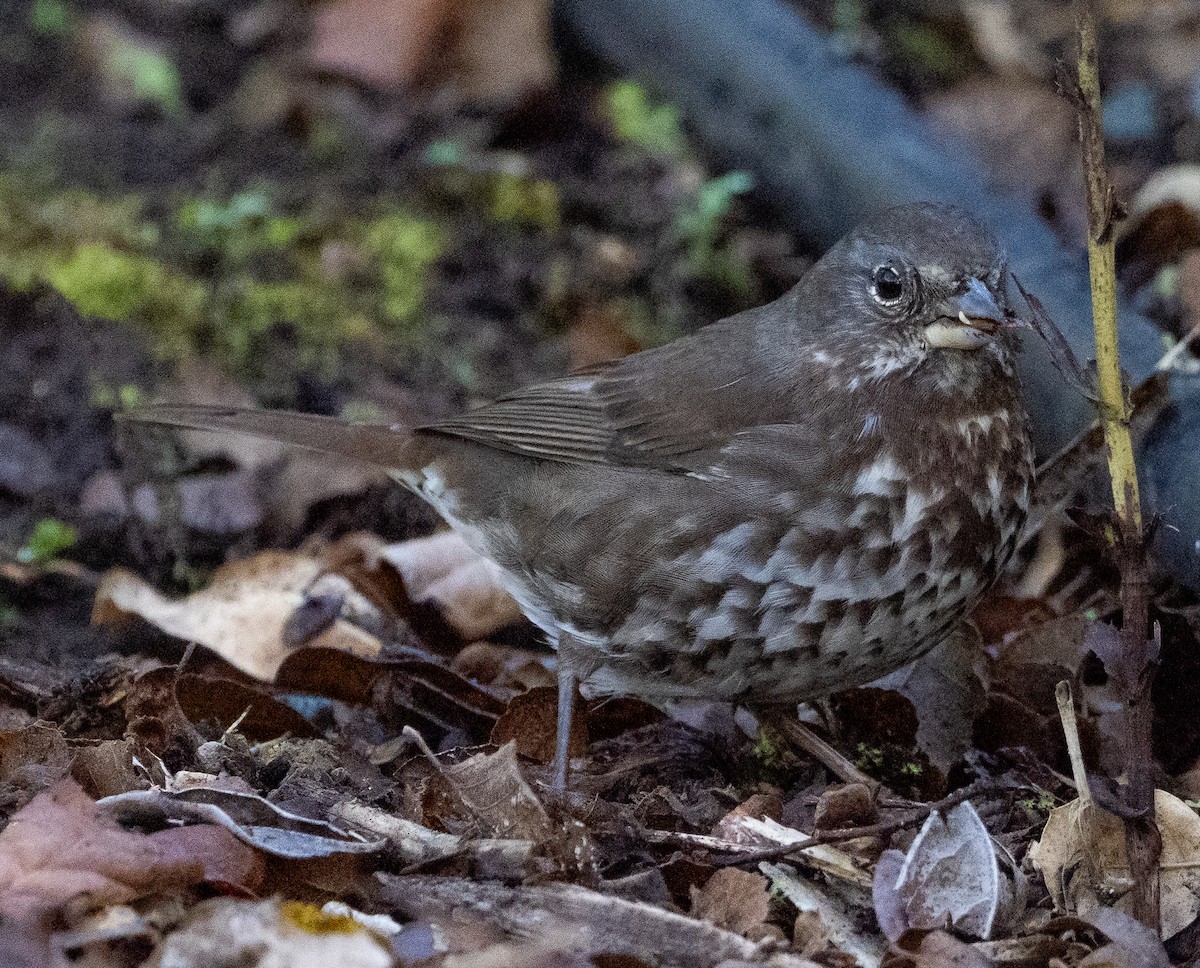 Fox Sparrow - ML647022919