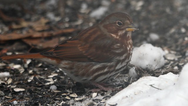 strnadec kaštanový - ML647022923