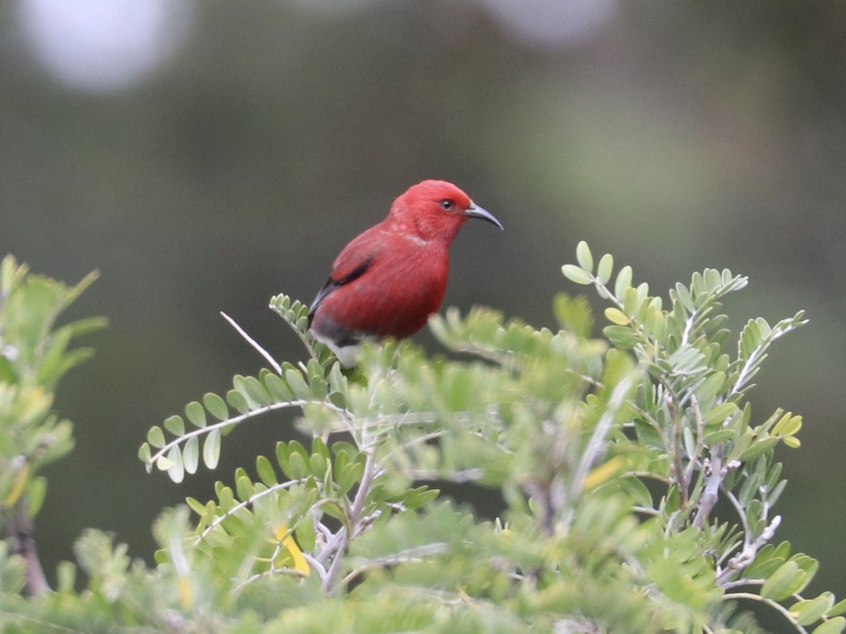 Apapanesi - ML647022930