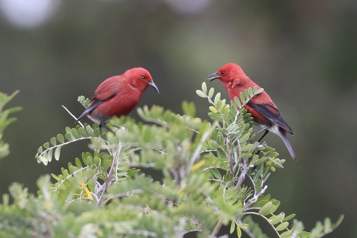 Apapanesi - ML647022931