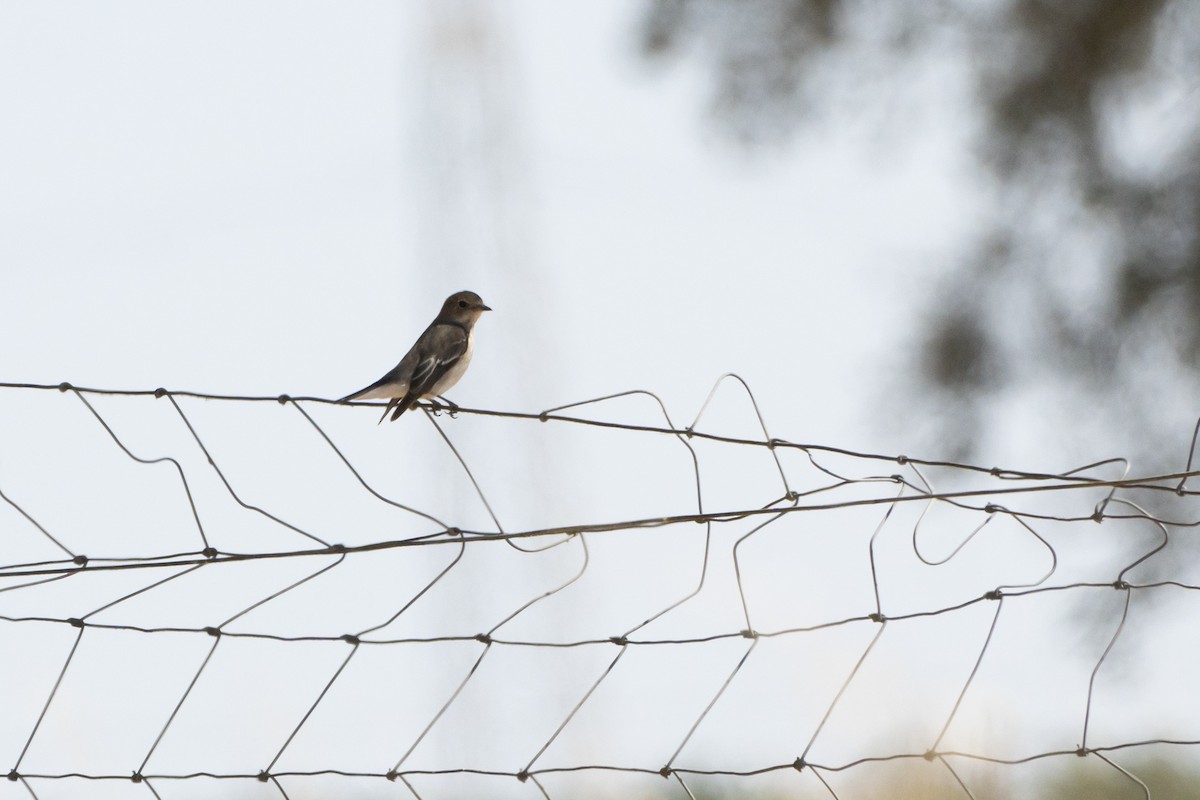 European Pied Flycatcher - ML647022933