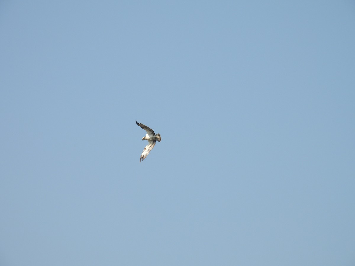 魚鷹 - ML647022935