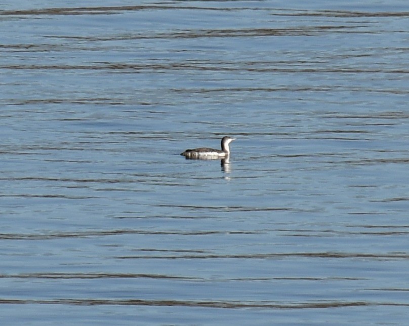 紅喉潛鳥 - ML647022943