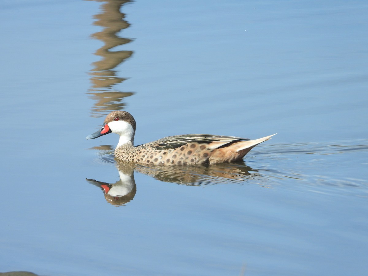White-cheeked Pintail - ML647022948