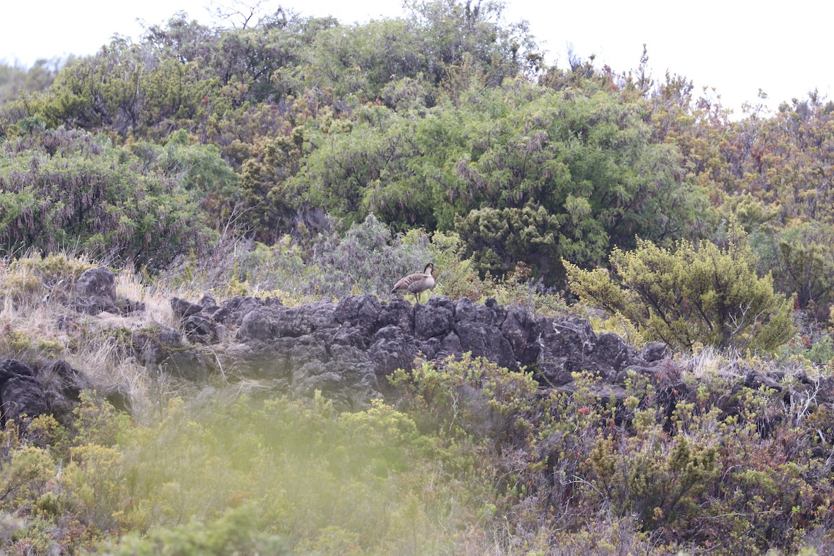 Hawaiian Goose - ML647022951