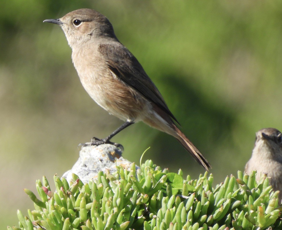 Familiar Chat - ML647022952